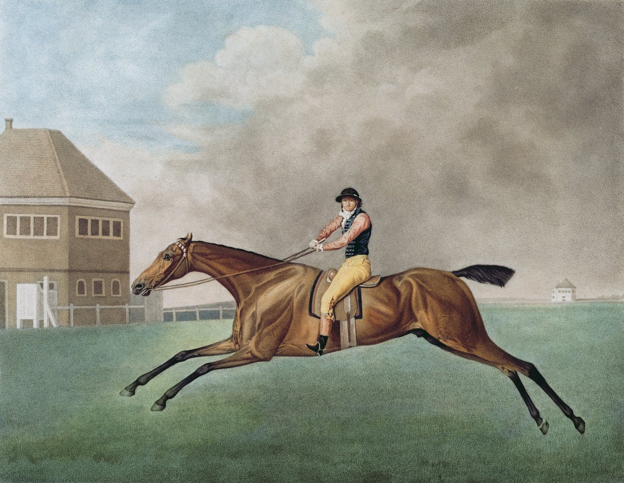 Baronet von George Stubbs