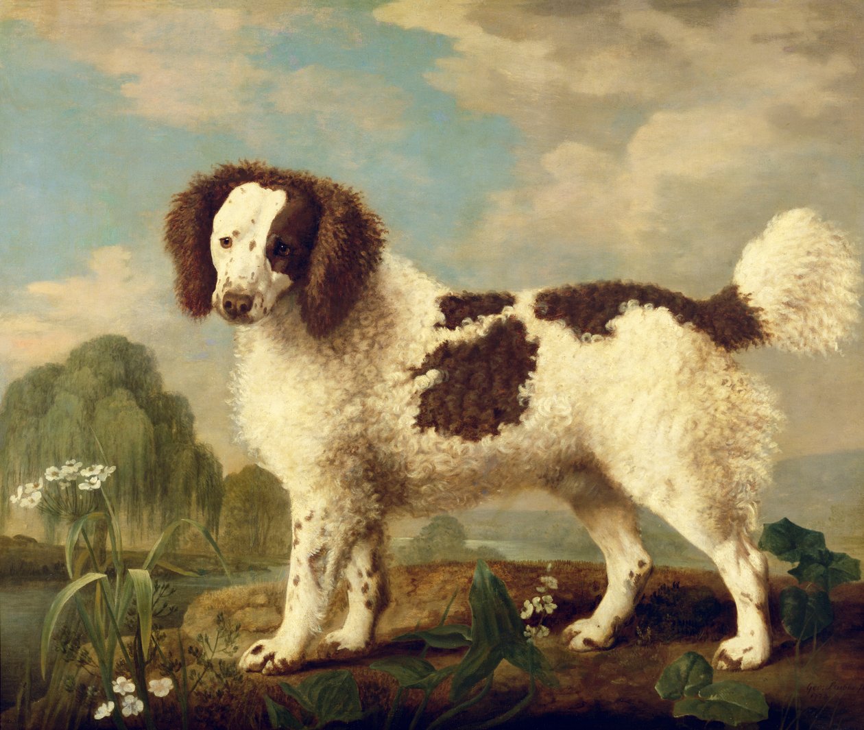 Brauner und weißer Norfolk- oder Wasserspaniel, 1778 von George Stubbs