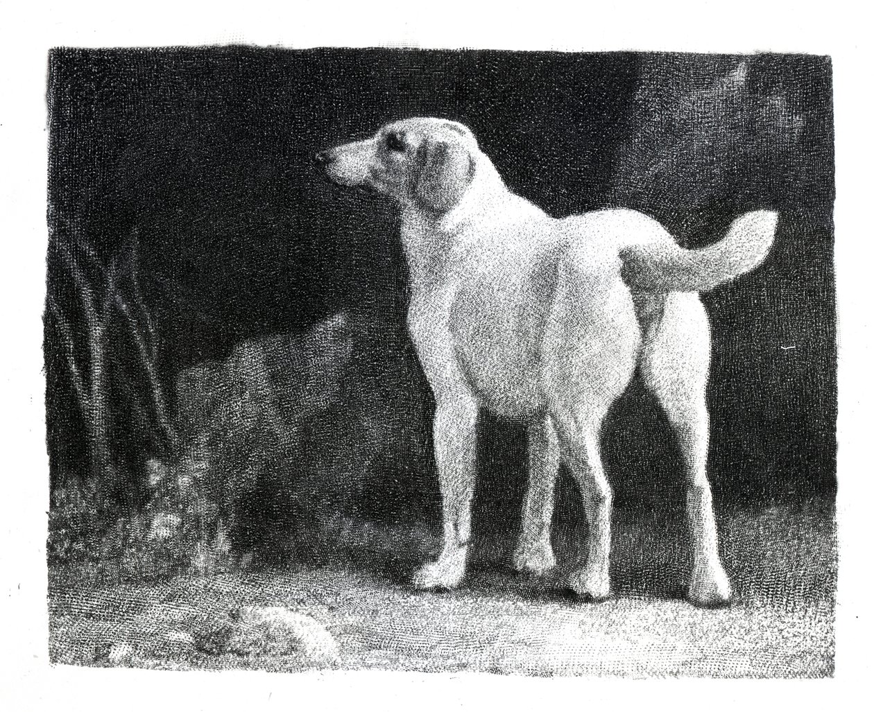 Hund, 1788 von George Stubbs