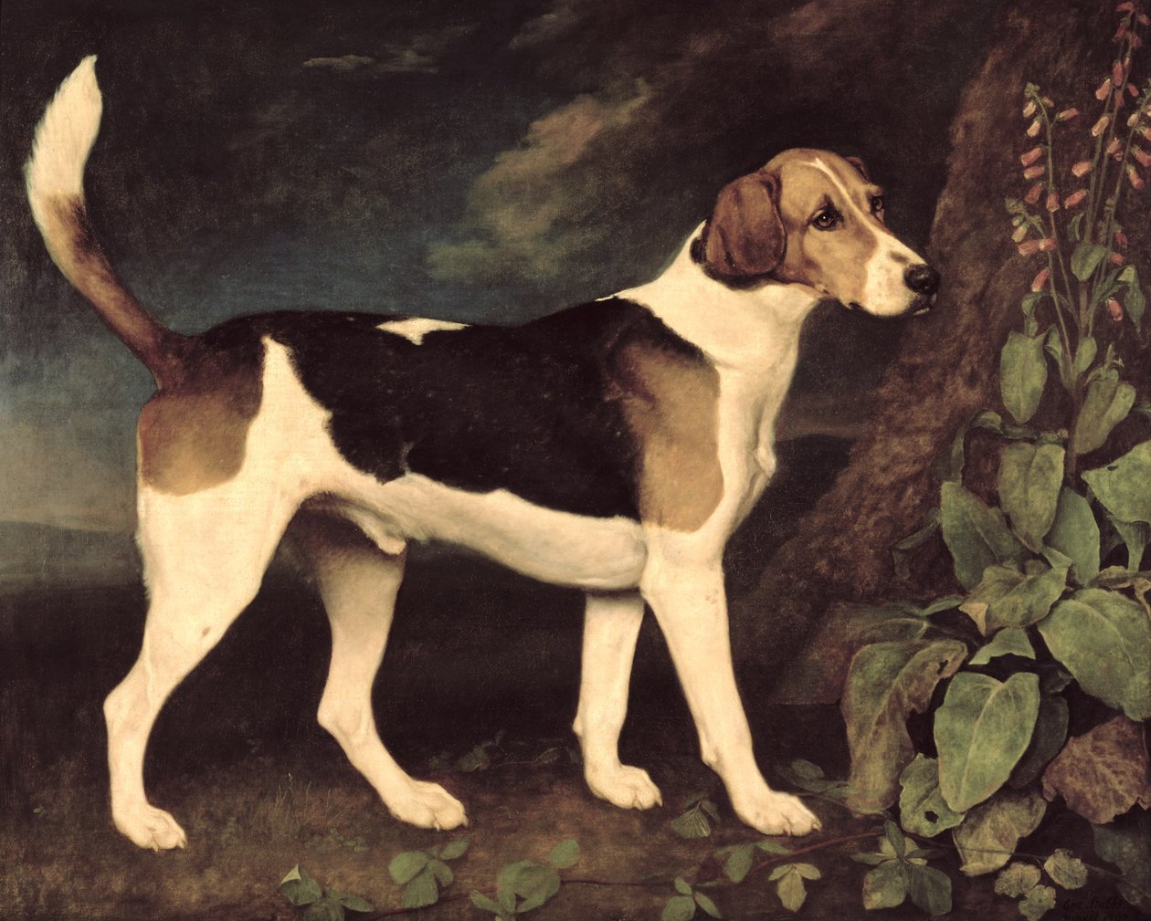 Ringwood, ein Brocklesby-Foxhound, 1792 von George Stubbs