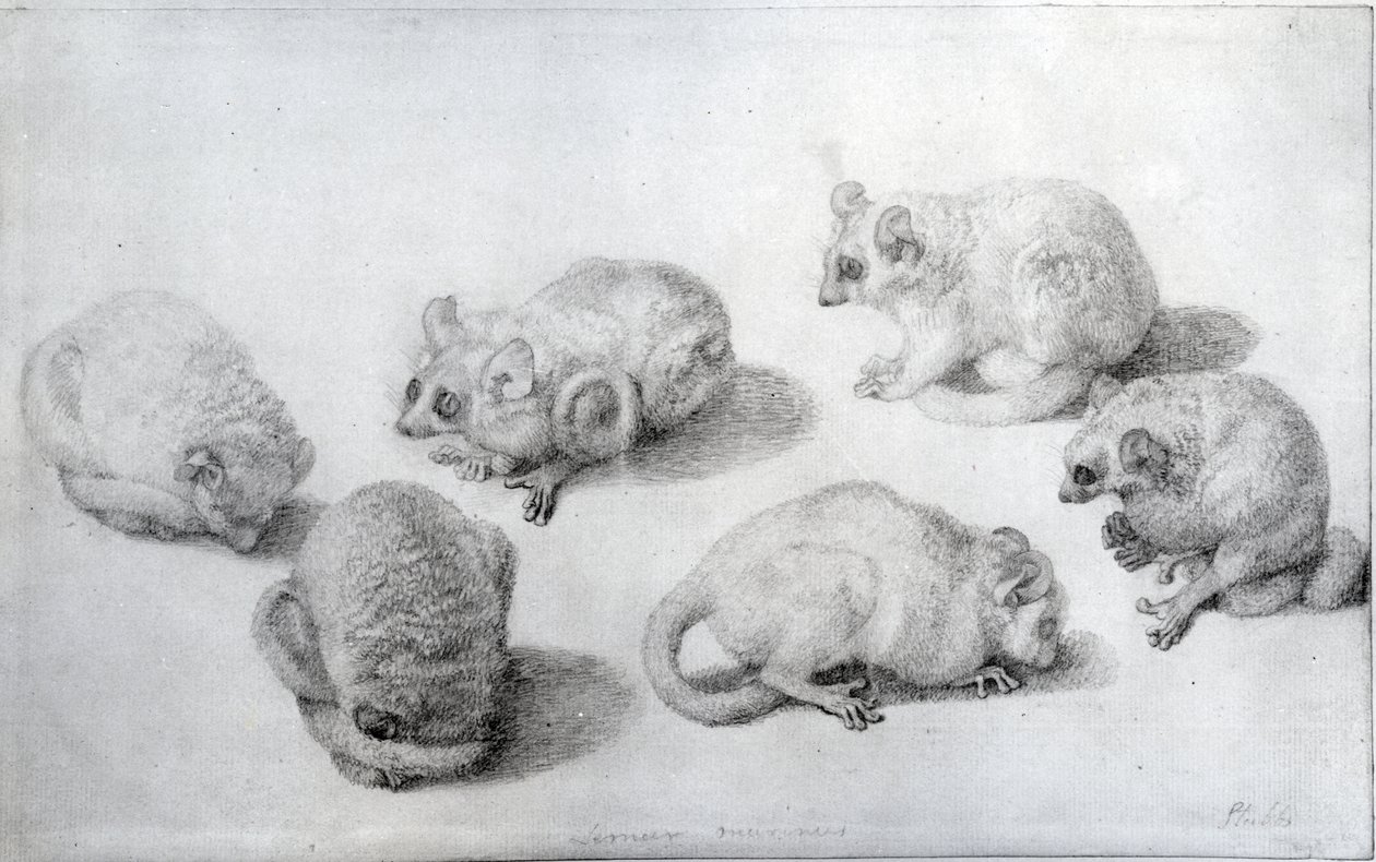 Studien eines Lemuren, 1773 (Graphit auf Papier) von George Stubbs