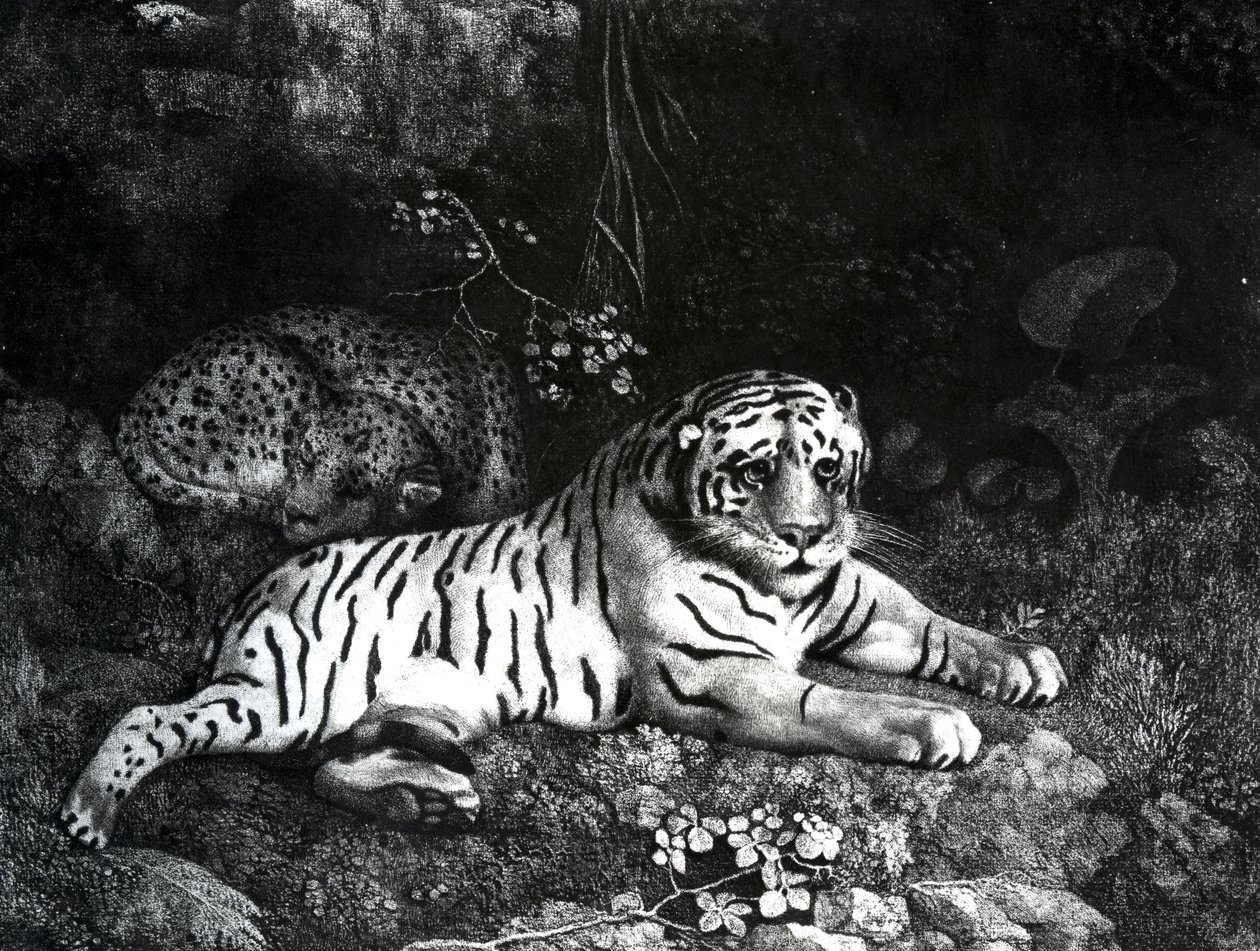 Zwei Tiger, 1788 von George Stubbs
