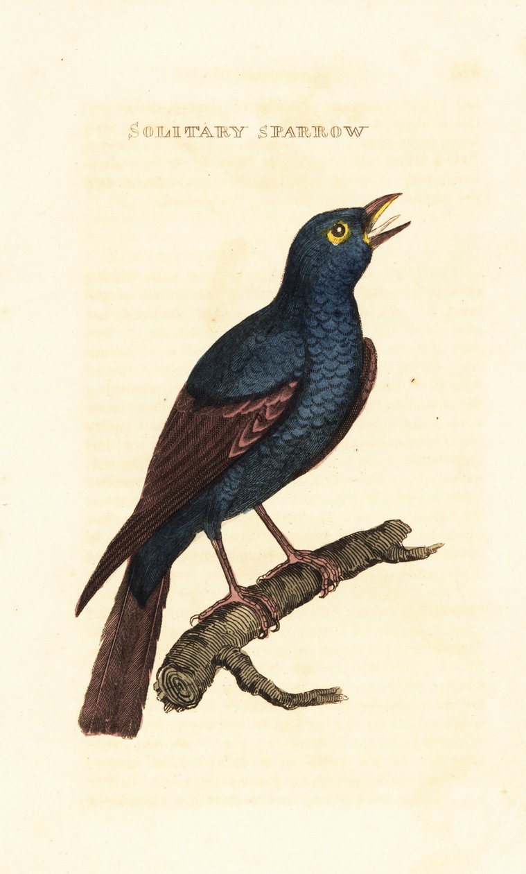 Blaumerle, Monticola solitarius von George (after) Edwards
