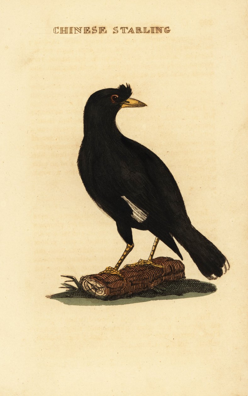 Haubenmaina, Acridotheres cristatellus von George (after) Edwards