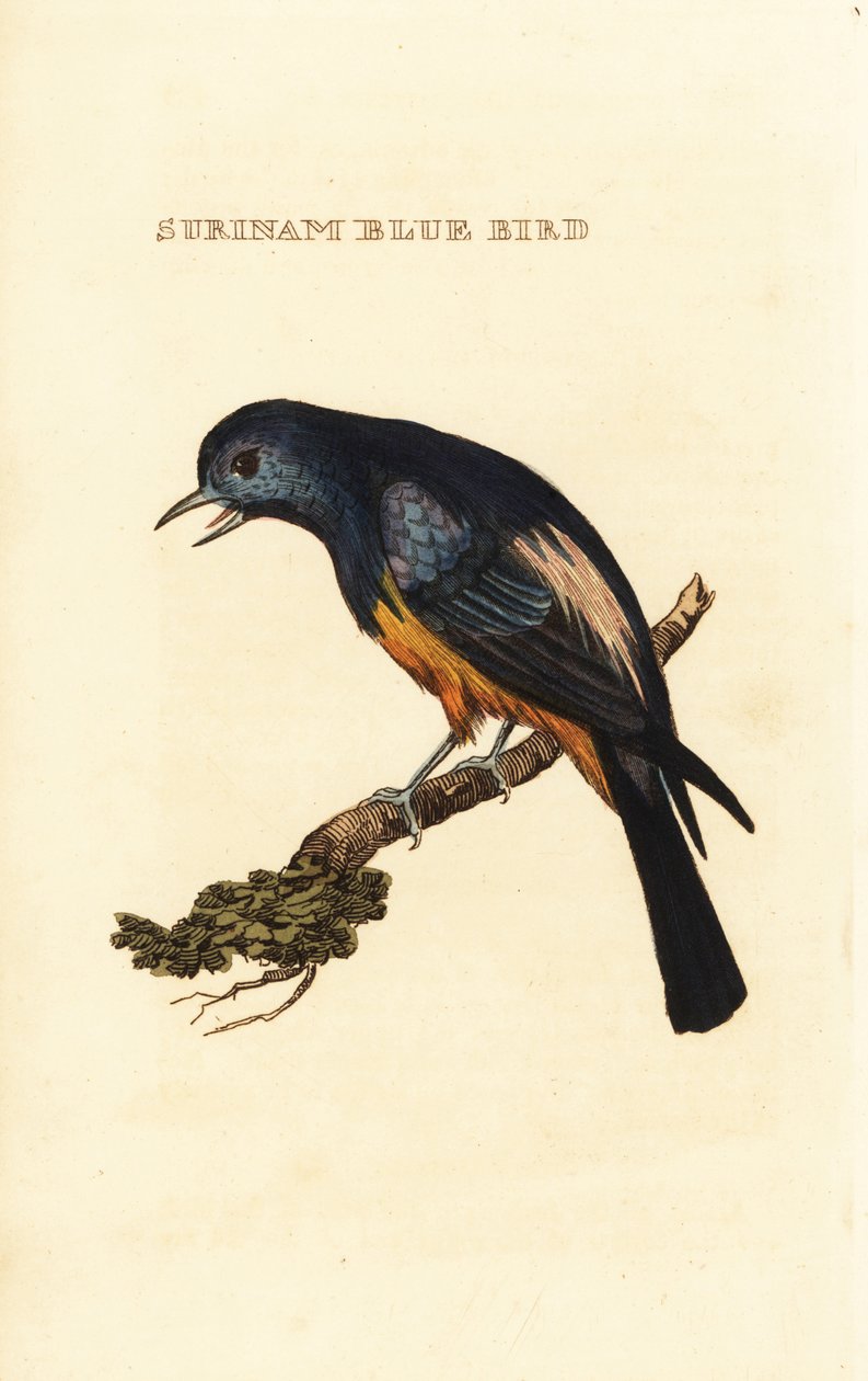 Silberbrusttangare, Tangara velia von George (after) Edwards