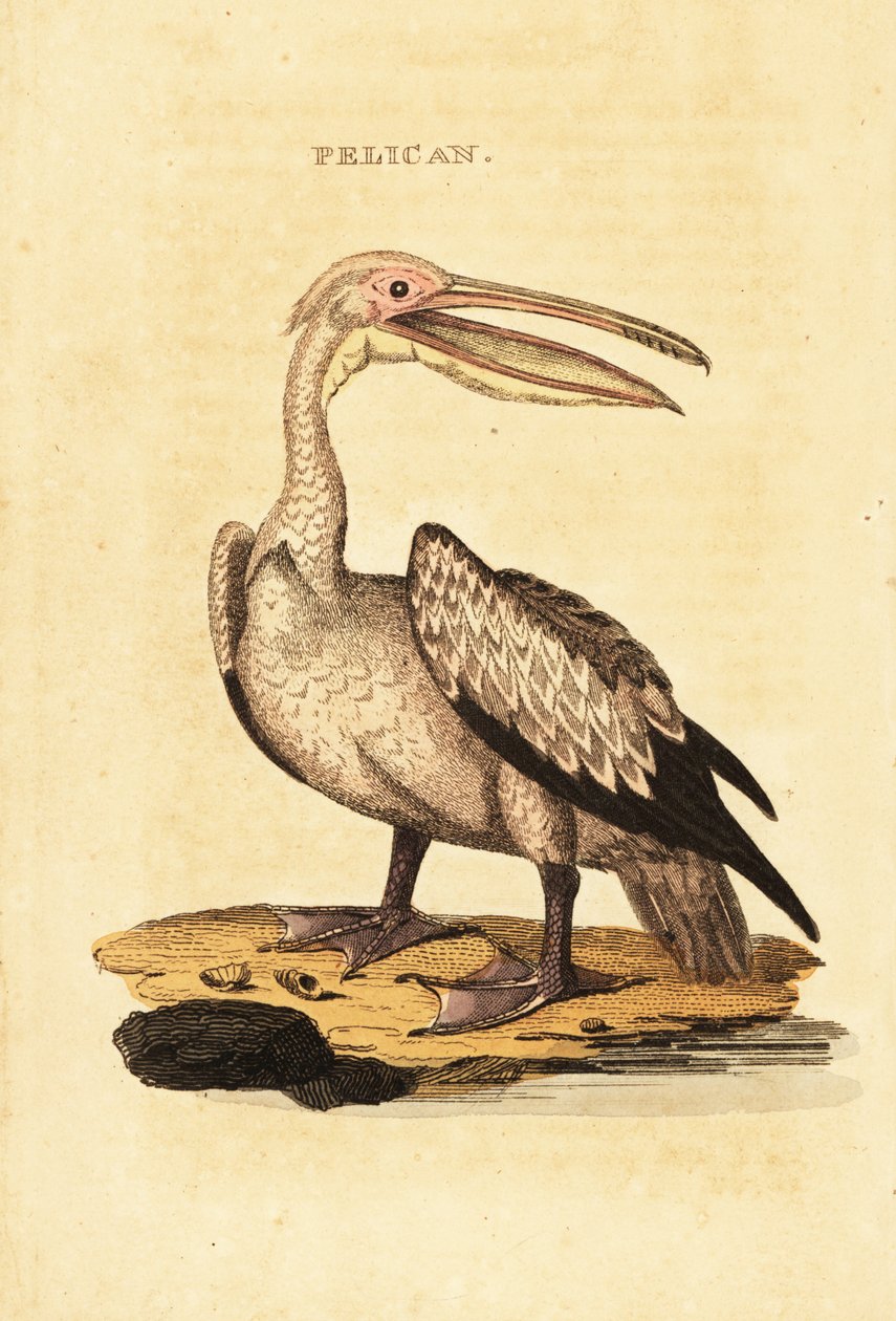 Rosapelikan, Pelecanus onocrotalus von George (after) Shaw