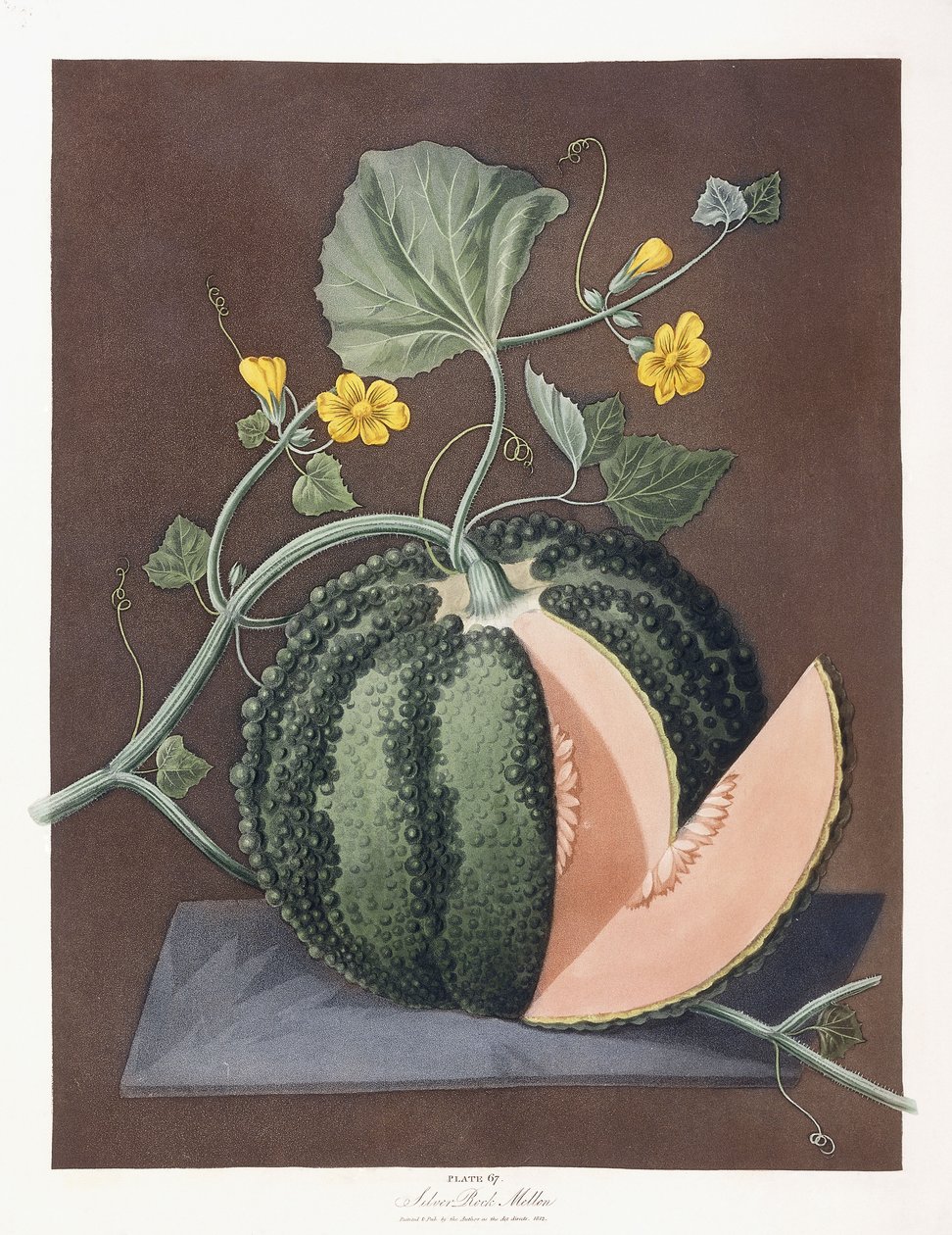 Silberne Zuckermelone, 1812 von George Brookshaw