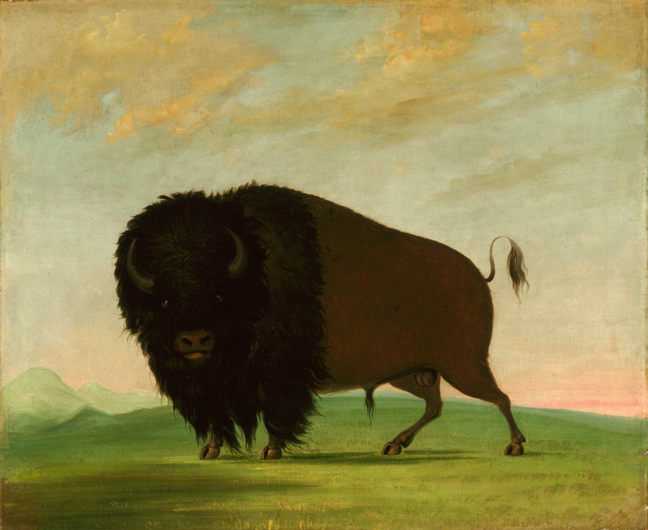 Büffelstier, weidend auf der Prärie von George Catlin