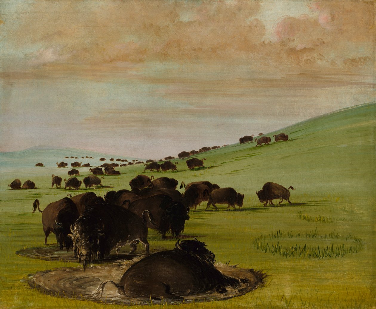 Büffelbullen in einer Suhle von George Catlin