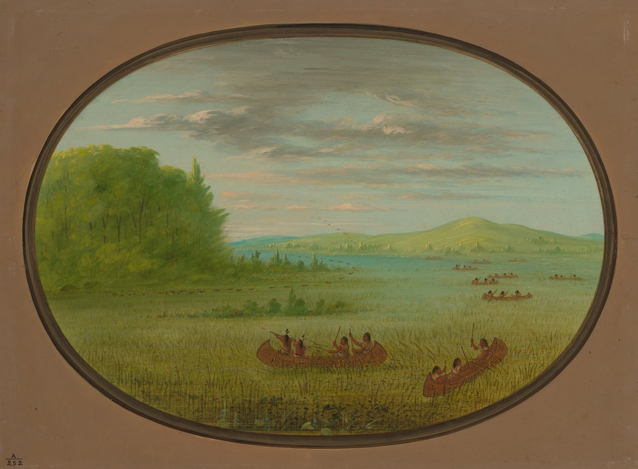 Wildreis sammeln - Winnebago von George Catlin