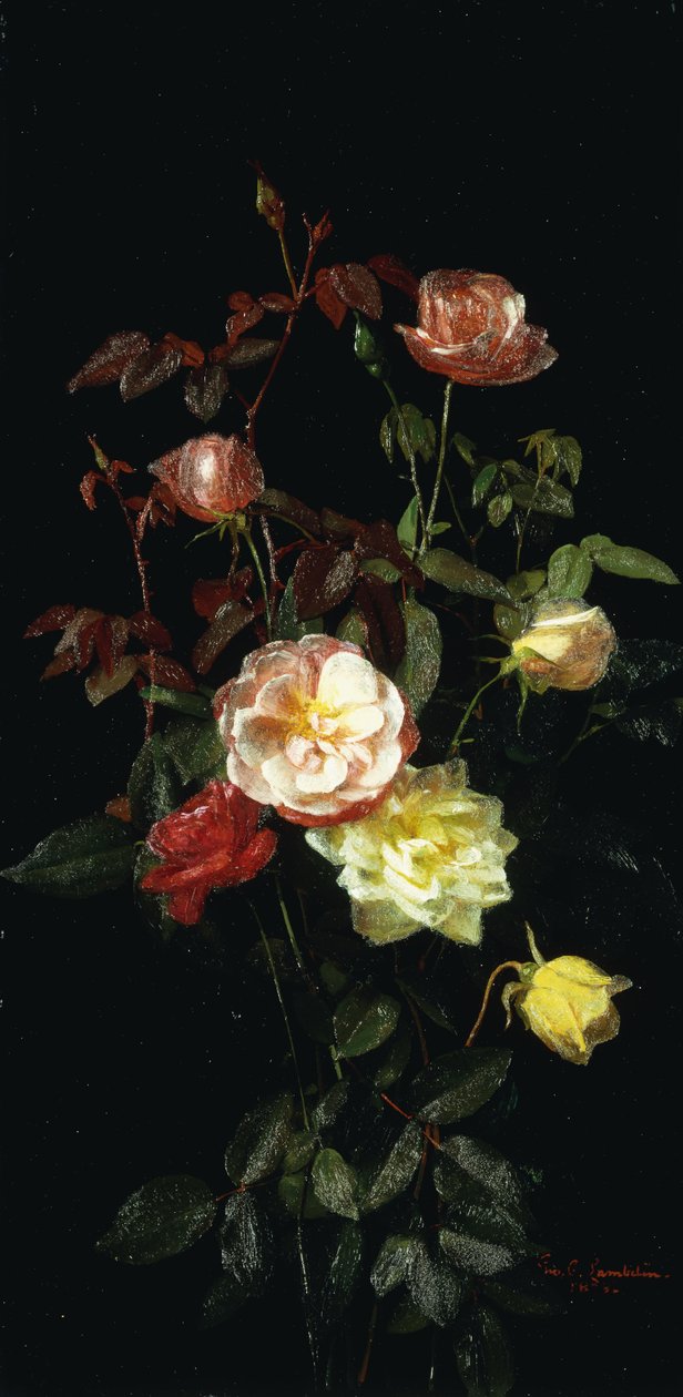 Rosen von George Cochran Lambdin