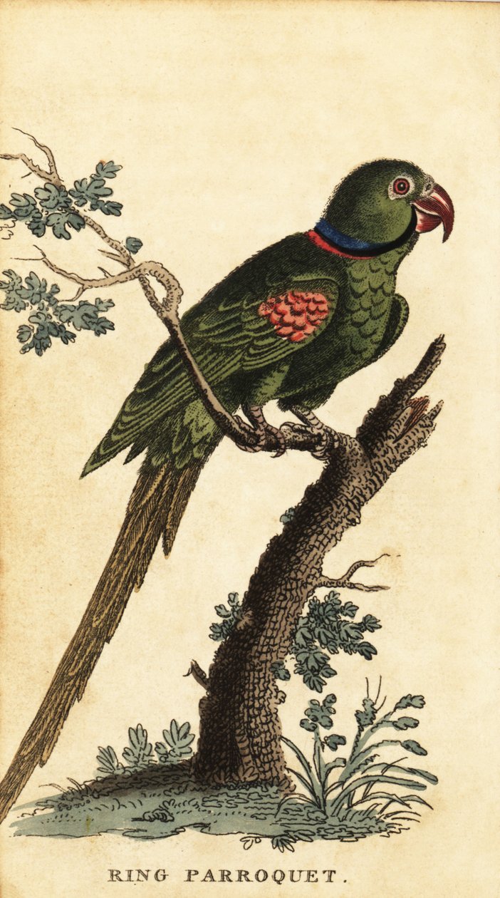 Alexandrinensittich, Psittacula eupatria (Kupferstich) von George Edwards
