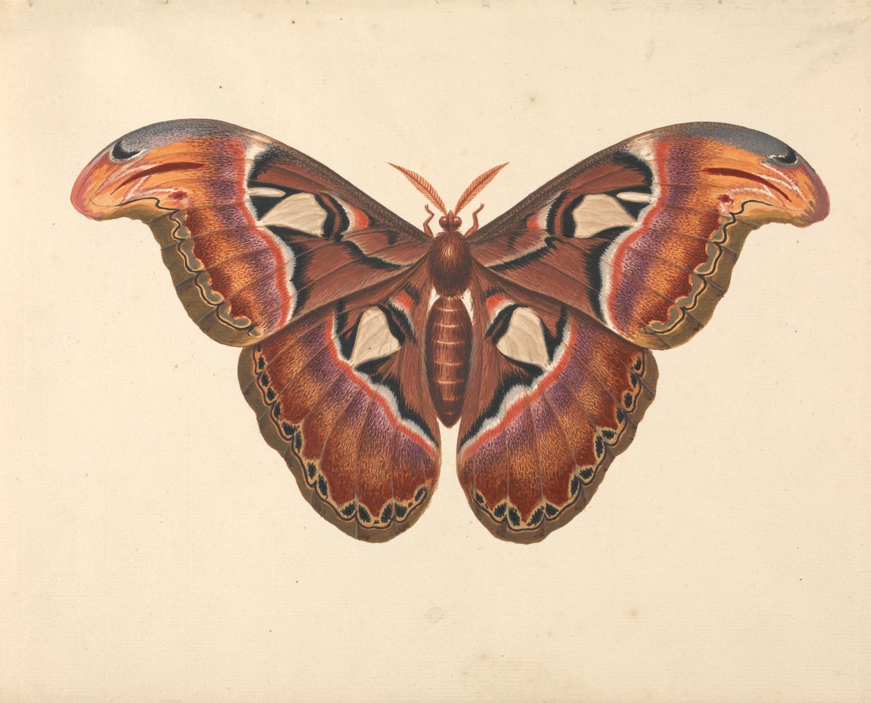 Atlas-Motte von George Edwards