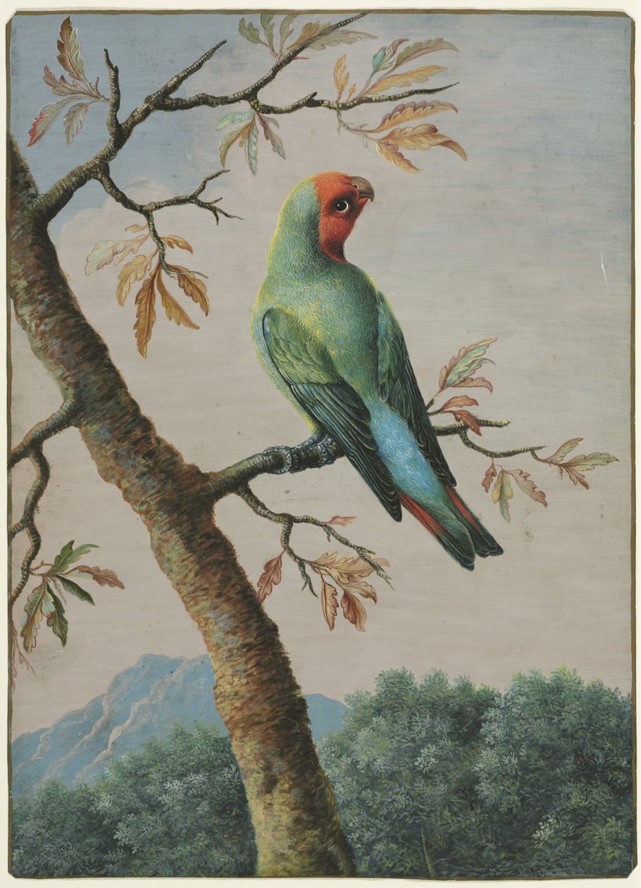 Vogelstudie von George Edwards