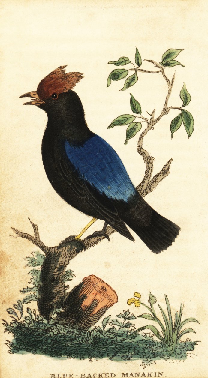 Blaukopf-Manakin, Chiroxiphia pareola, 1800 (Gravur) von George Edwards