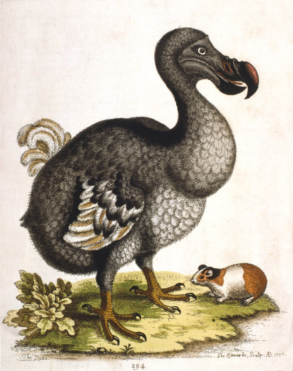 Dodo und Meerschweinchen von George Edwards
