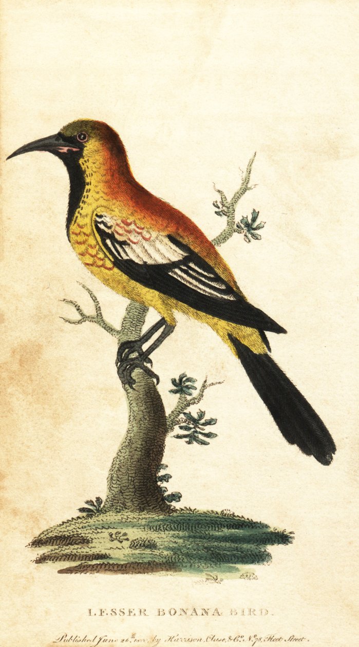 Oriole-Schwarzvogel, Gymnomystax mexicanus von George Edwards