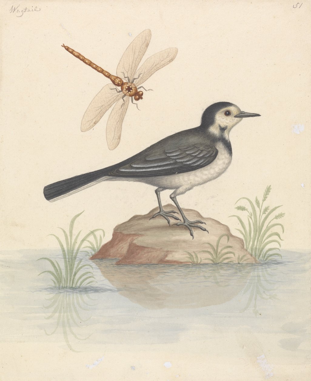 Bachstelze und Libelle von George Edwards