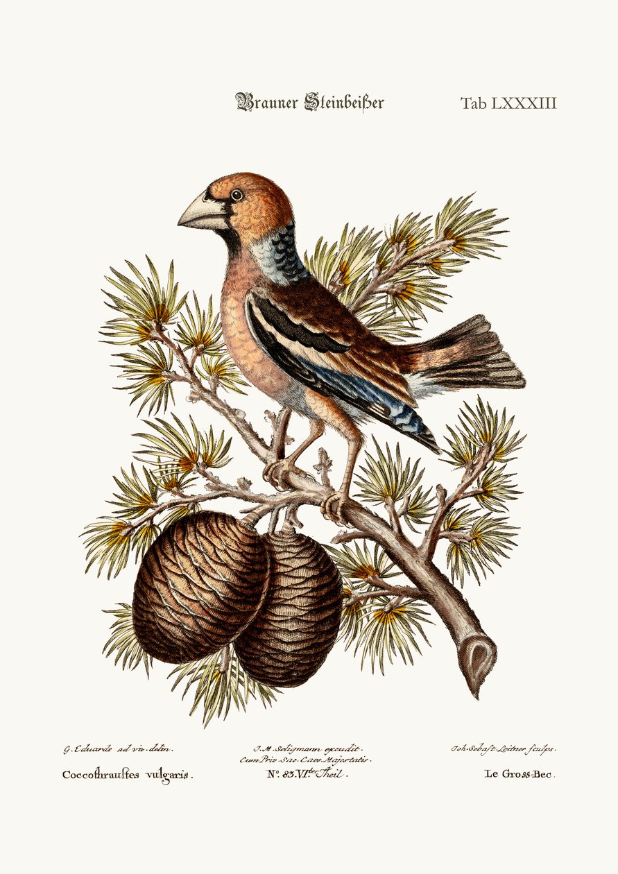 Der Kernbeißer oder Haw-Finch, 1749-73 von George Edwards