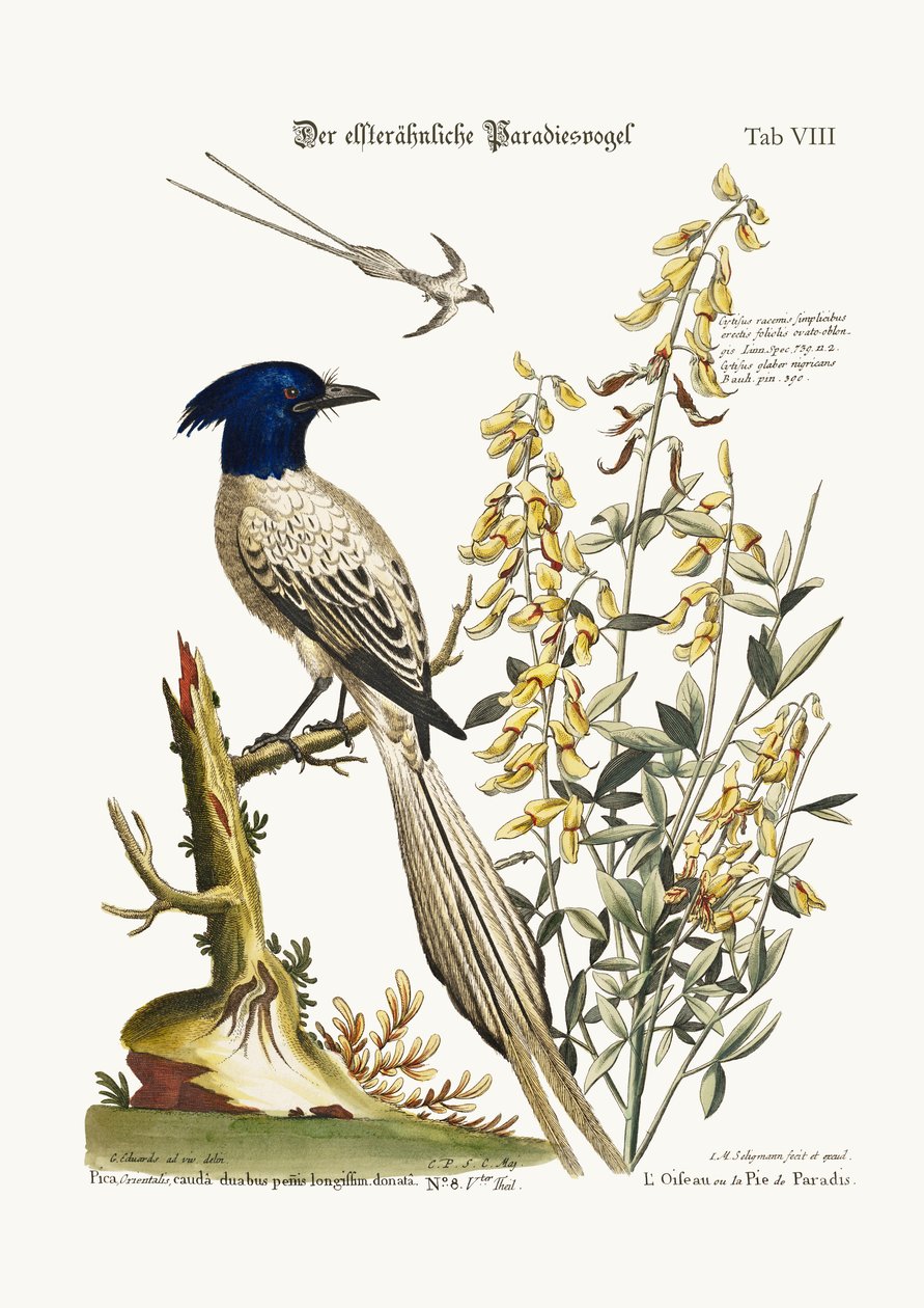 Der bunte Paradiesvogel, 1749-73 von George Edwards