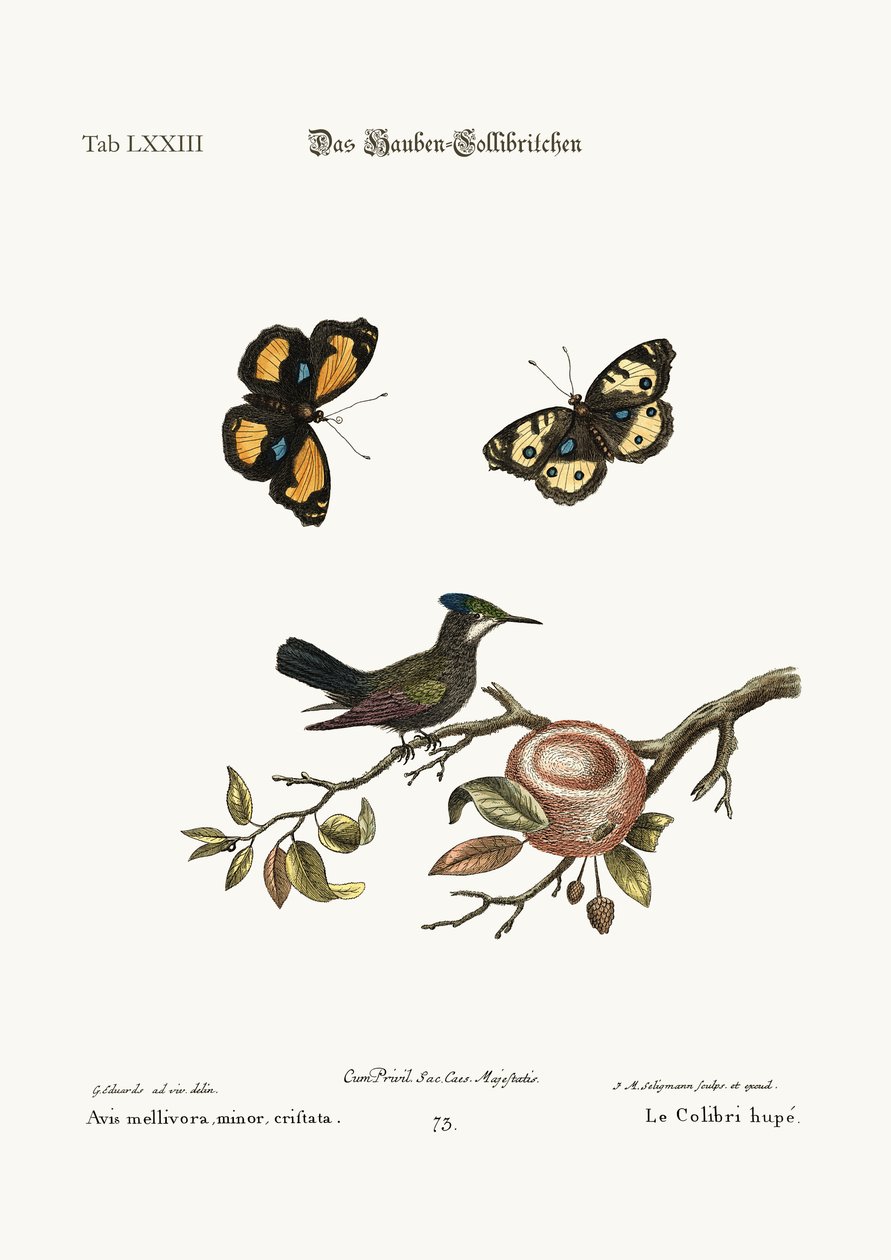 Der Haubenkolibri, 1749-73 von George Edwards