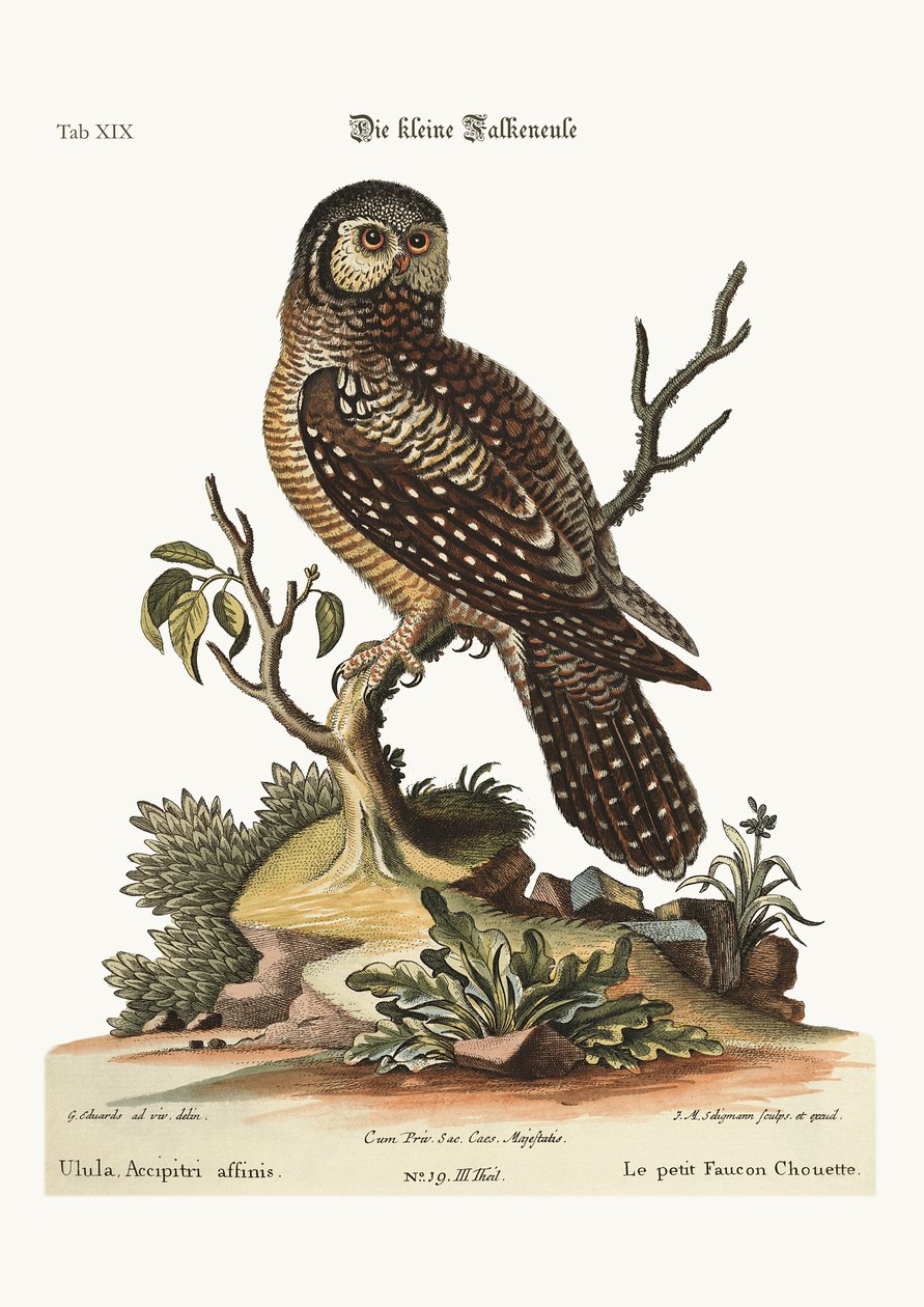 Der kleine Sperbereule, 1749-73 von George Edwards