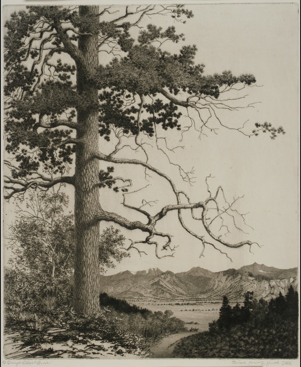 Alte Kiefer, Estes Park von George Elbert Burr