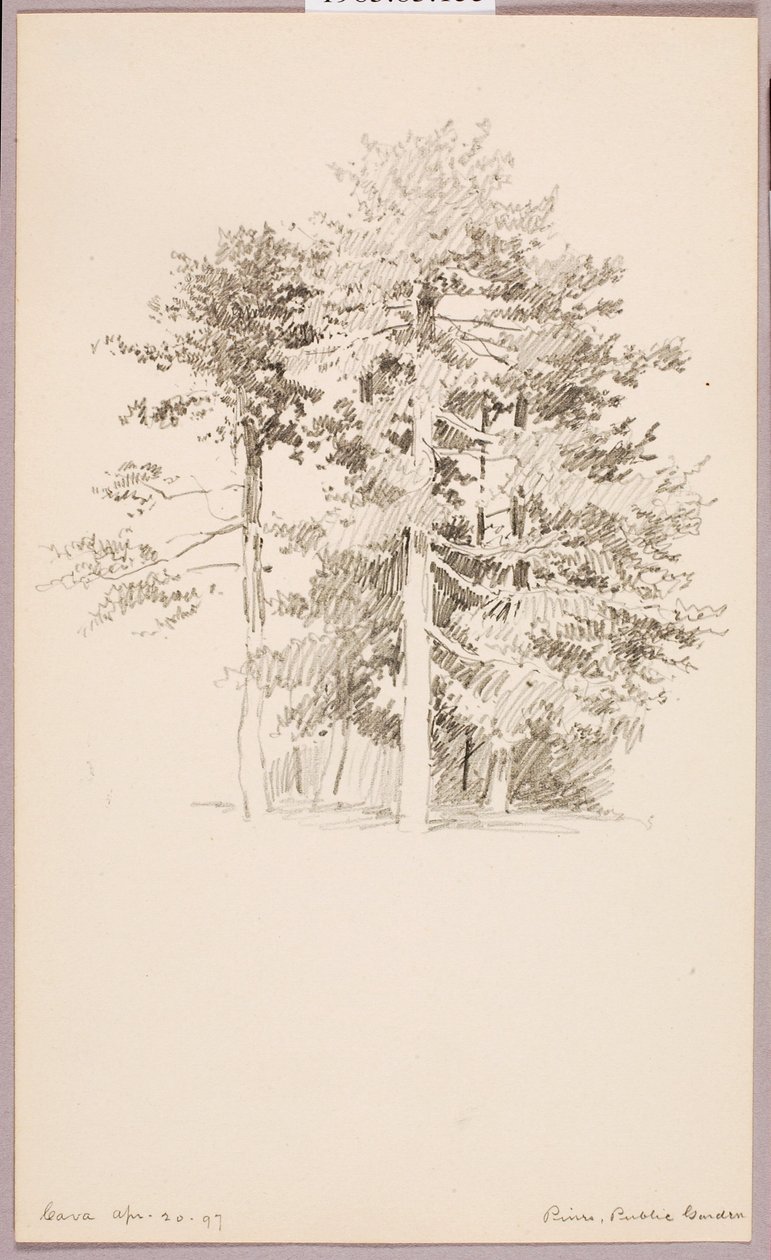 Kiefern, Öffentlicher Garten von George Elbert Burr
