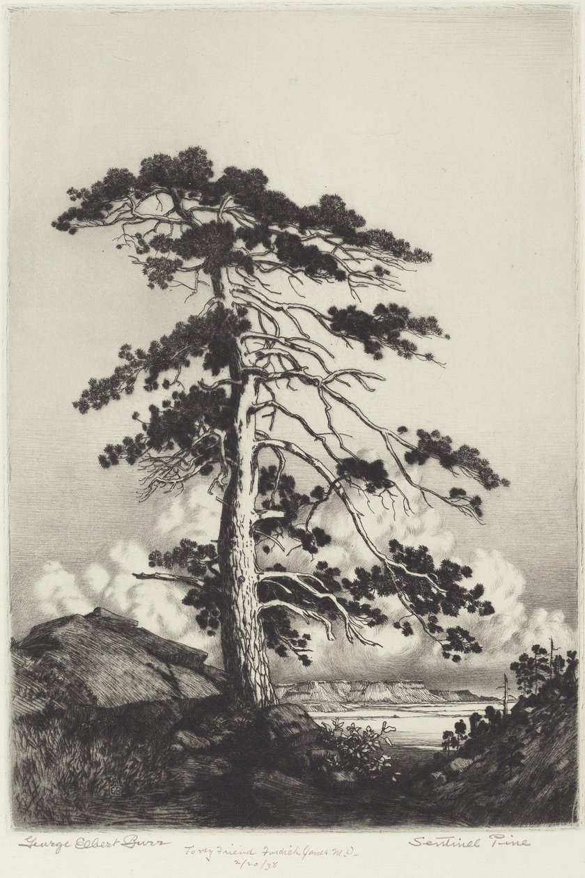 Wächterkiefer von George Elbert Burr