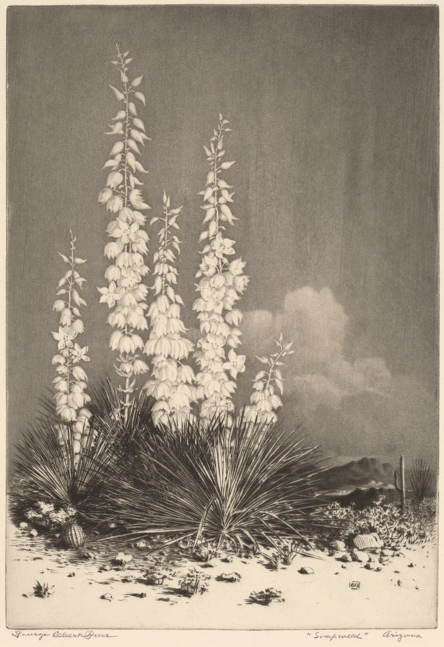 Seifenpflanze, Arizona (Nr. 2) von George Elbert Burr