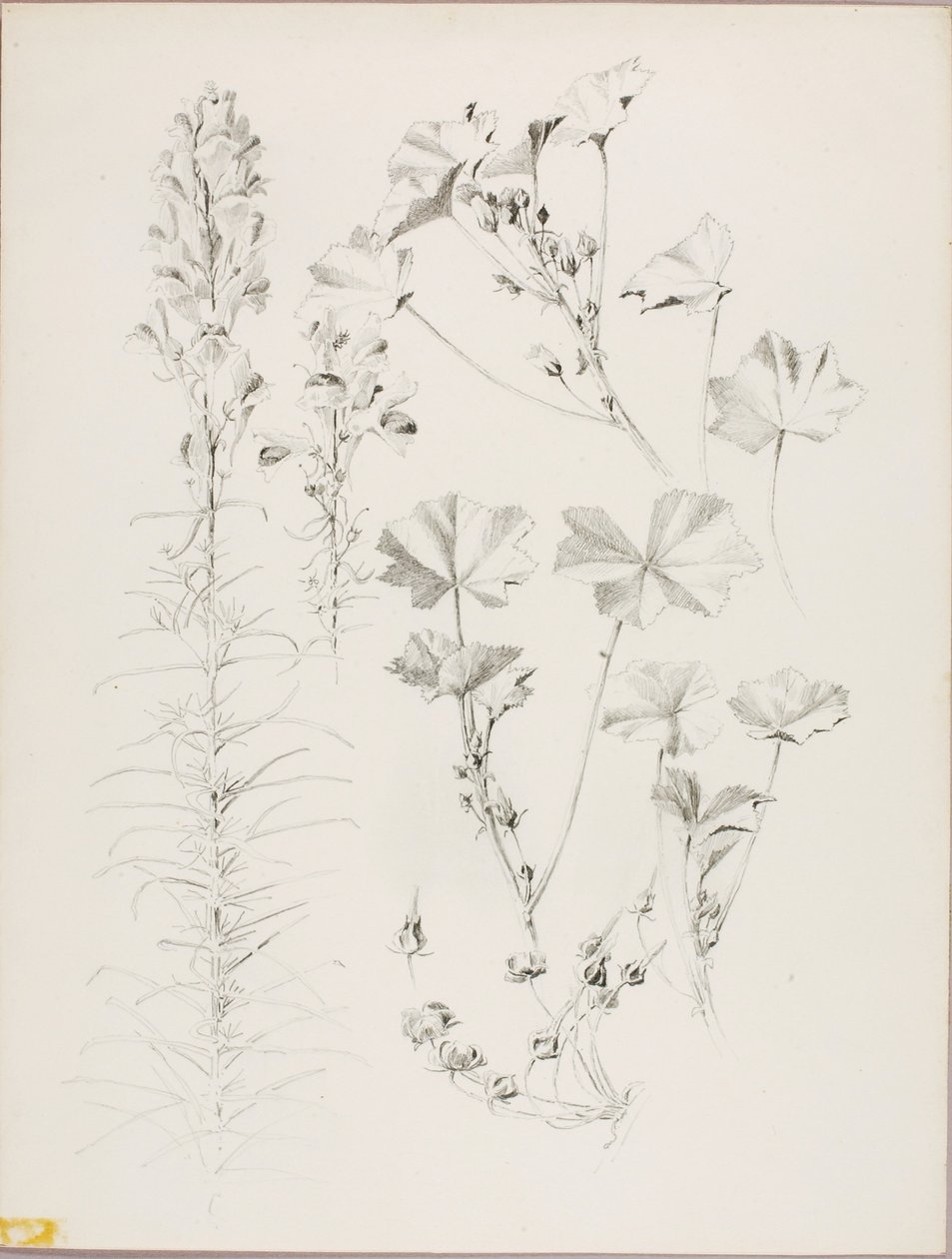 Ohne Titel (Botanische Studie) von George Elbert Burr