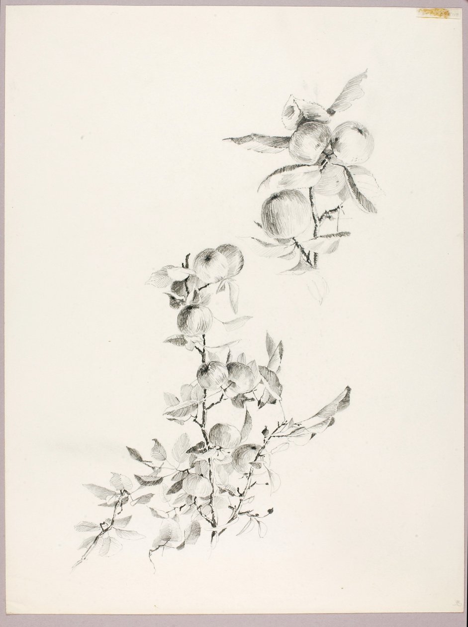 Ohne Titel (Zweige eines Apfelbaums) von George Elbert Burr
