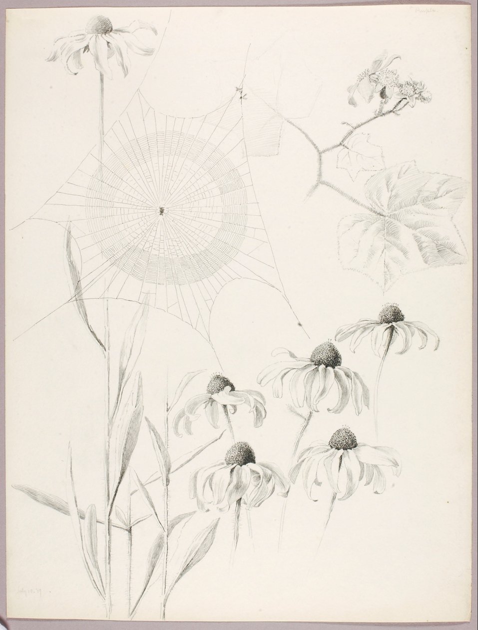 Ohne Titel (Spinnennetz und Gänseblümchen) von George Elbert Burr