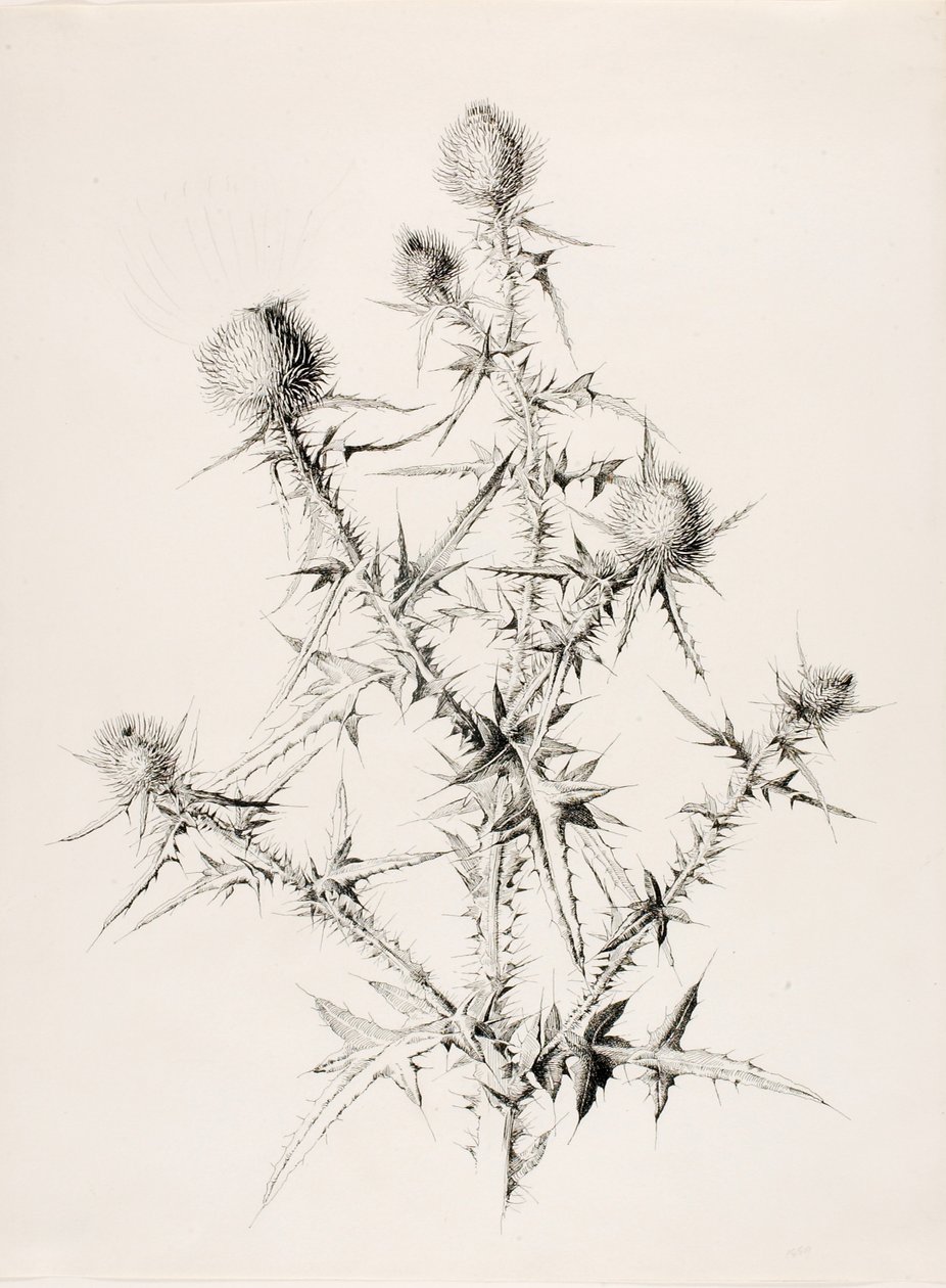 Ohne Titel (Distel) von George Elbert Burr