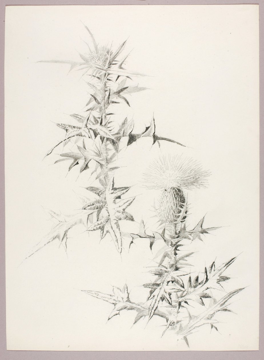 Ohne Titel (Distel) von George Elbert Burr