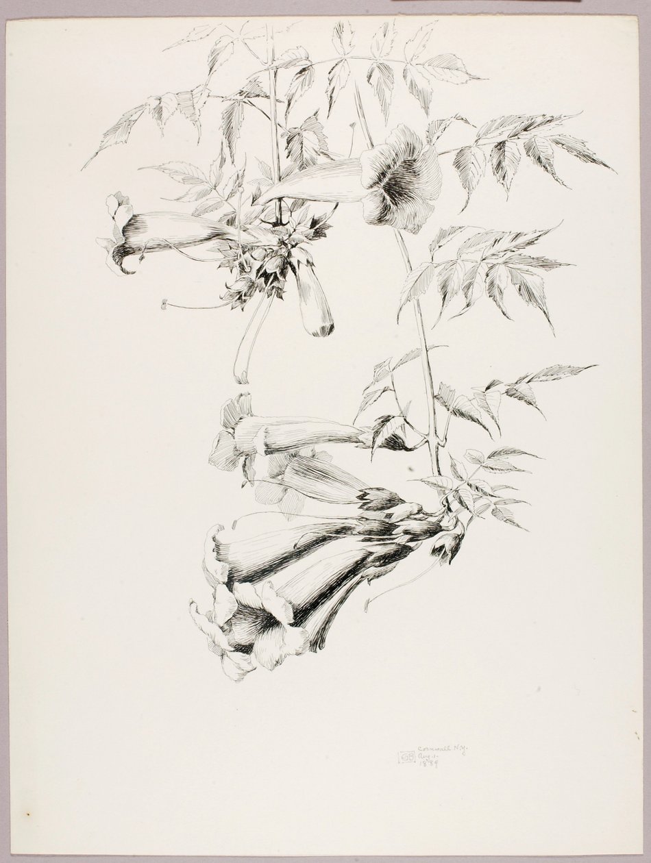 Ohne Titel (Trompetenblume) von George Elbert Burr