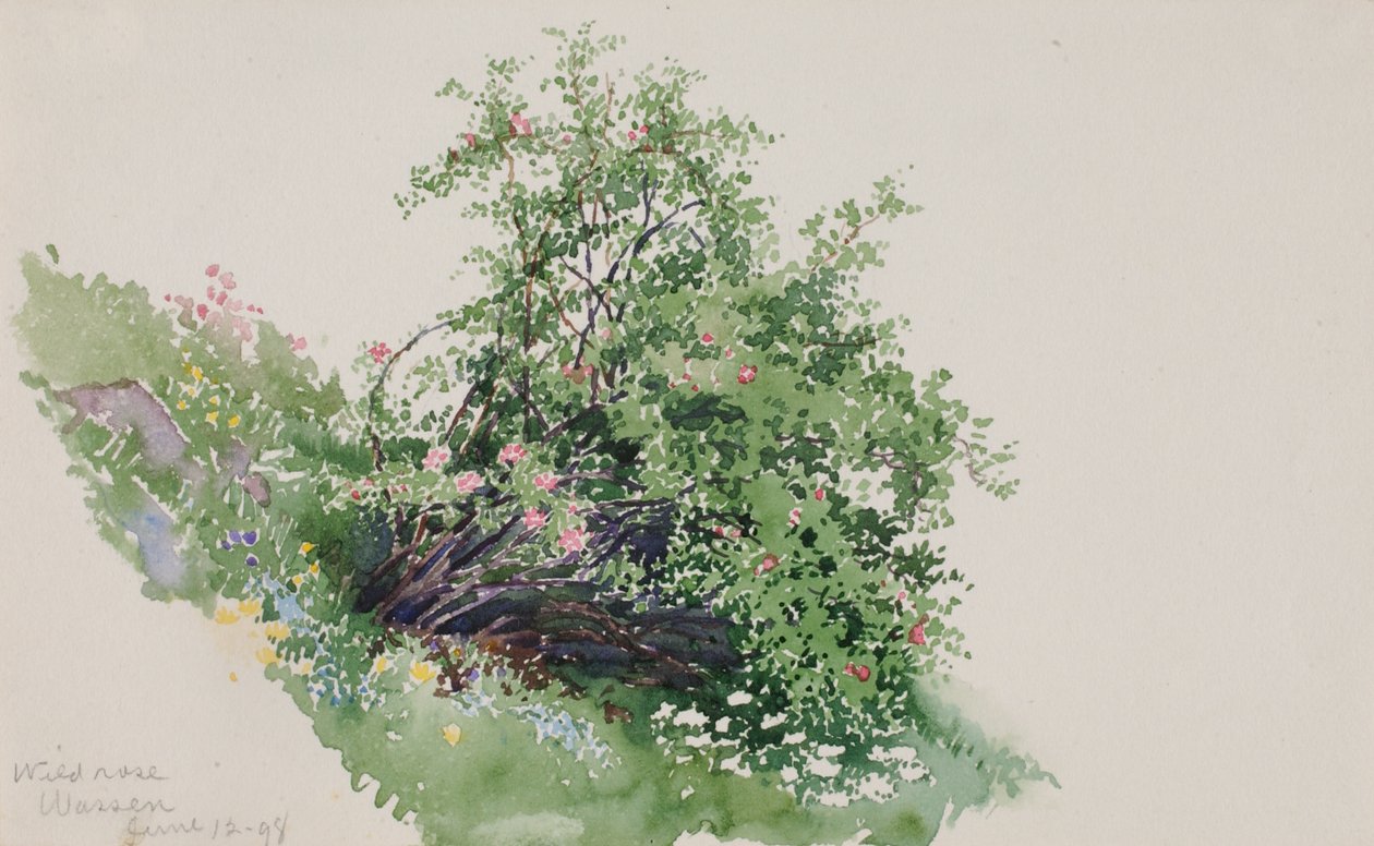 Wilde Rose, Wassen von George Elbert Burr