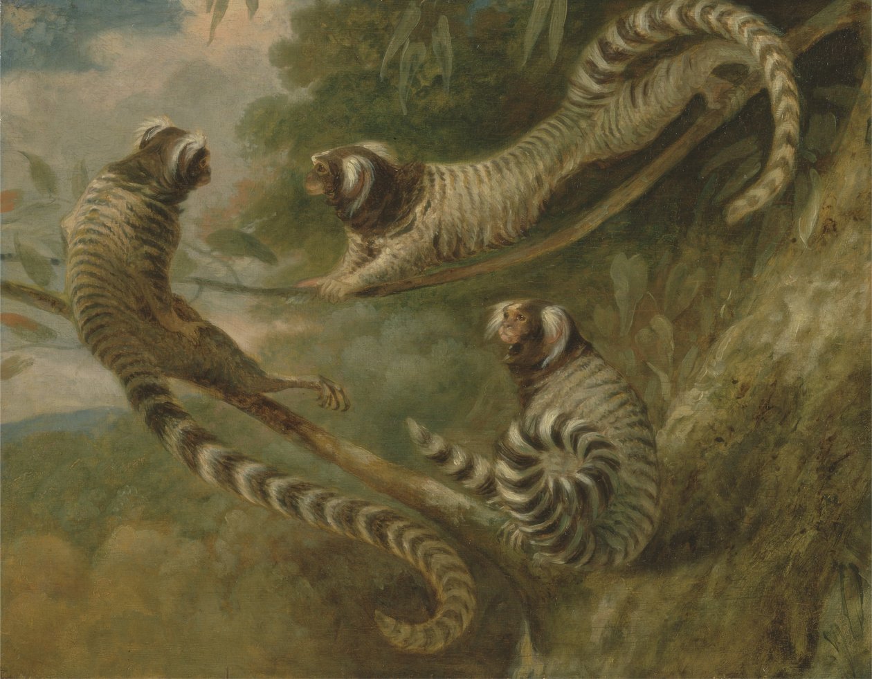 Ein Marmoset in drei Haltungen von George Garrard