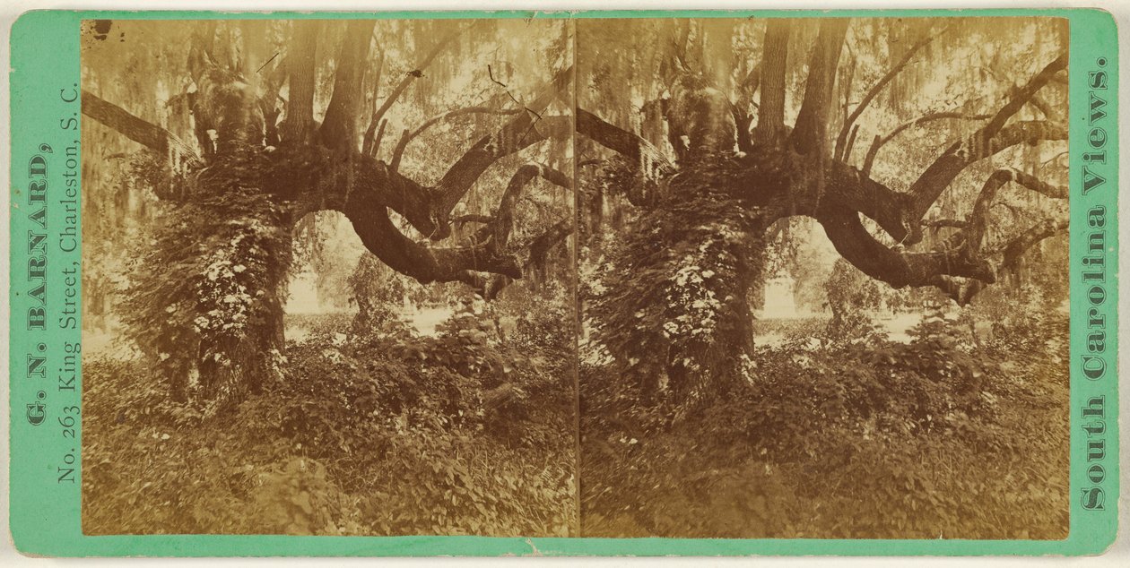 Lebende Eichen, Magnolia-Friedhof von George N. Barnard