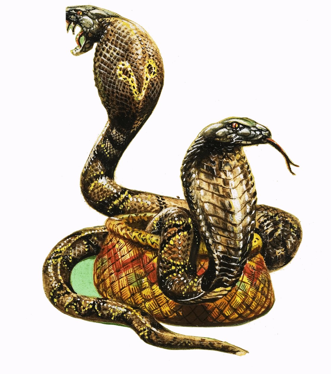 Königskobras von George R. Radcliffe