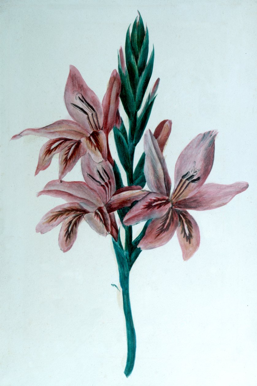 Gladiole, 19. Jahrhundert von George Sand