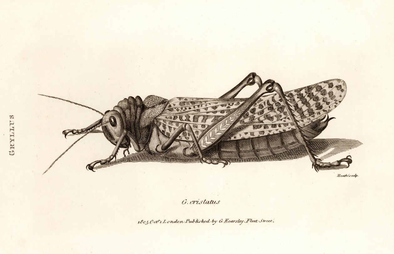 Antiker Druck einer Heuschrecke von George Shaw