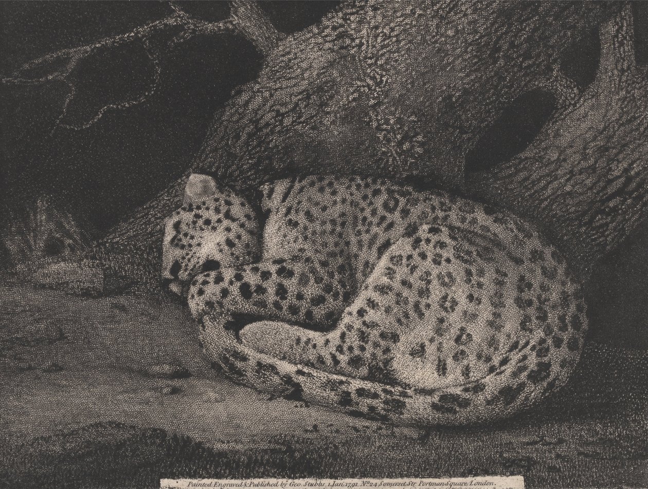 Ein schlafender Leopard von George Stubbs