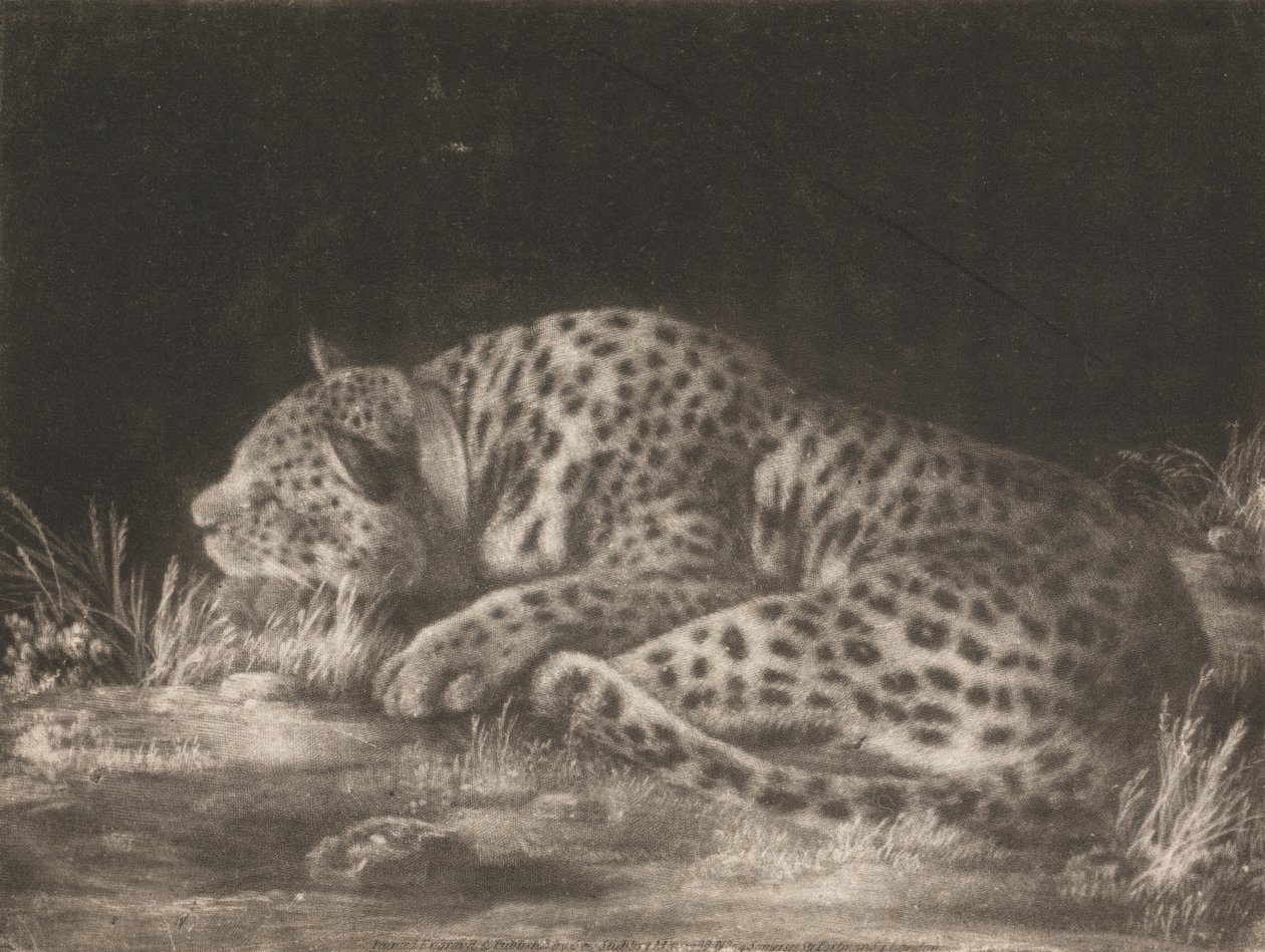 Ein Tiger (Schlafender Leopard) von George Stubbs