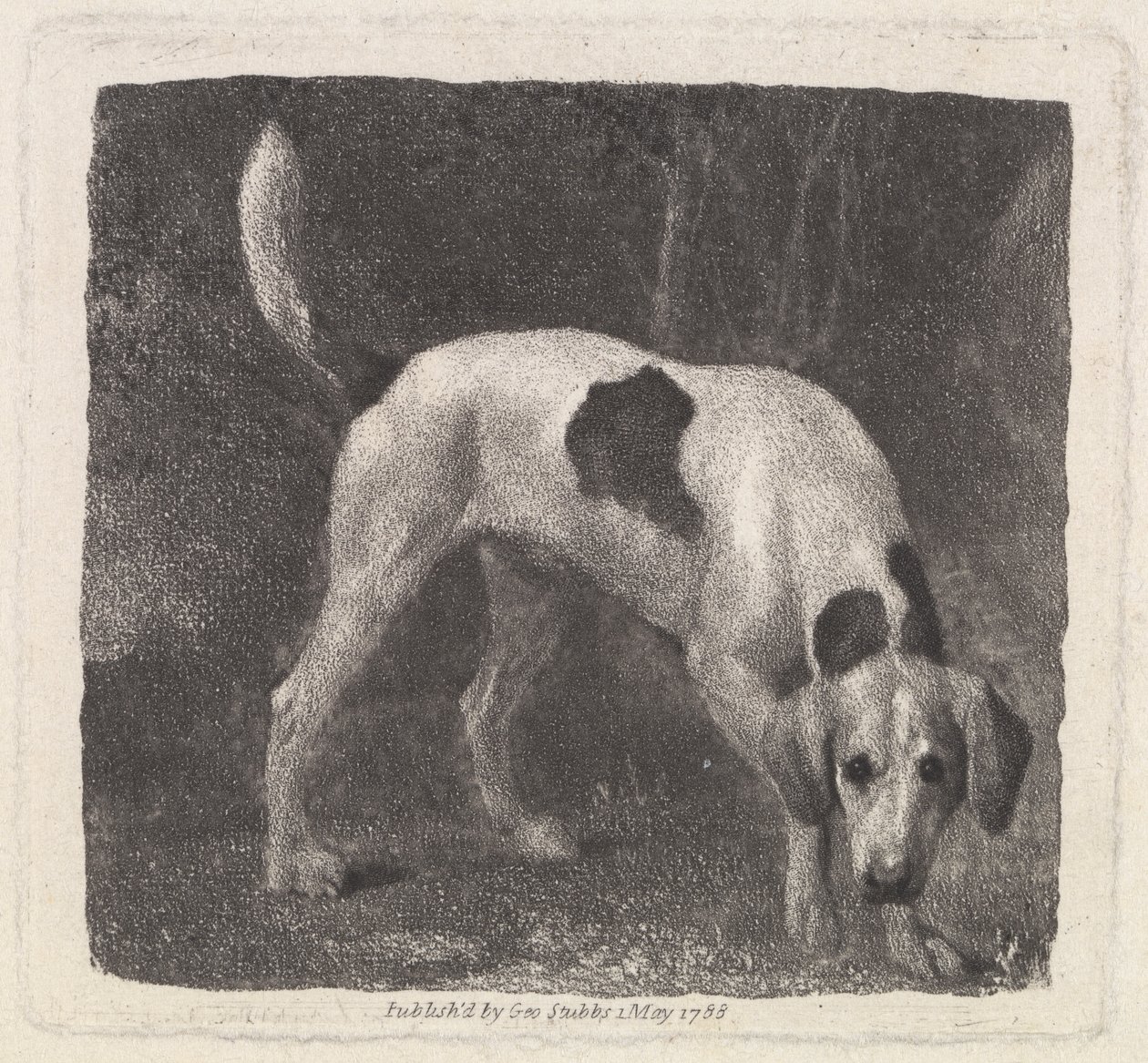Hund [Ein Foxhound auf der Spur] von George Stubbs