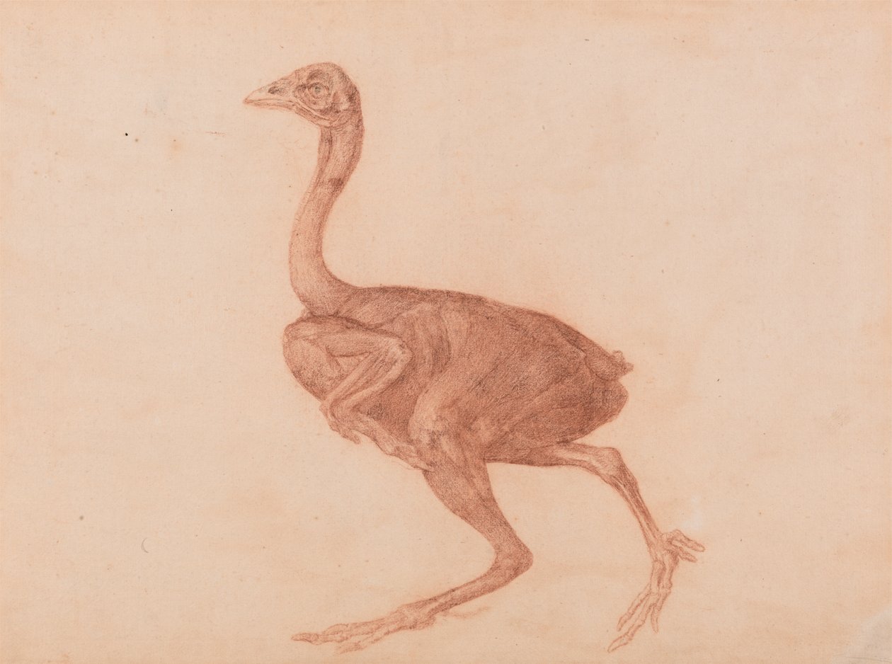 Dorking-Henne, Seitenansicht von George Stubbs