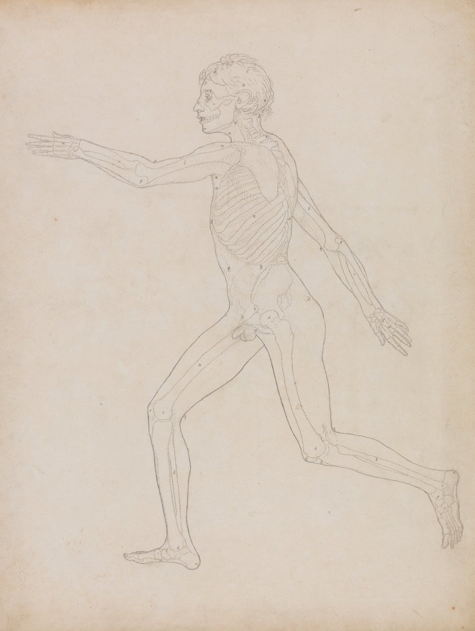 Menschliche Figur, seitliche Ansicht von George Stubbs