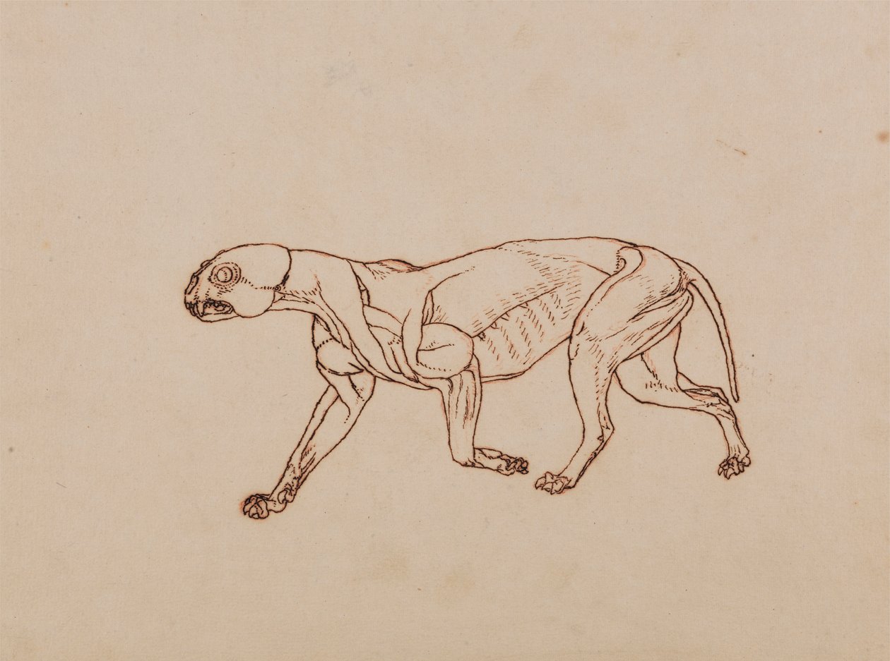 Leopardenkörper, seitliche Ansicht von George Stubbs