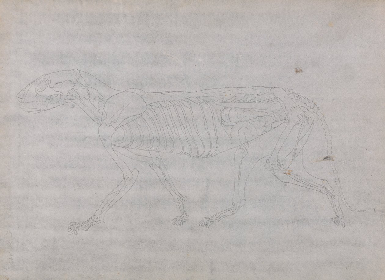 Tigerkörper, seitliche Ansicht von George Stubbs
