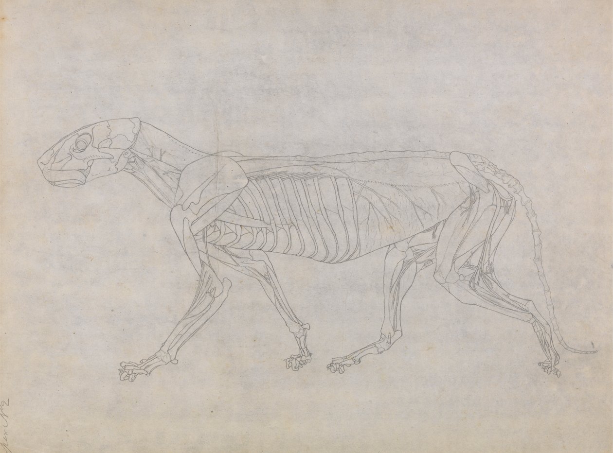 Tigerkörper, Seitenansicht von George Stubbs